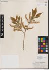 Foto von Salix eriocephala var. watsonii (Bebb) Dorn
